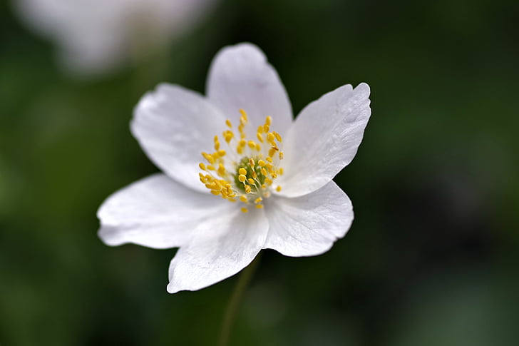 white flower, yellow stamens, biel, the petals, tiny, spring, flowers