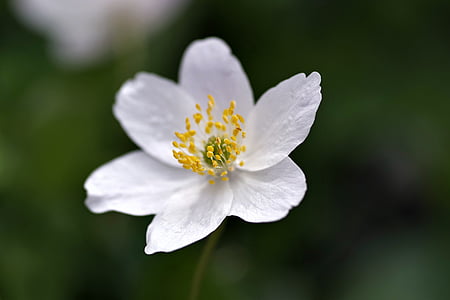 biały kwiat, żółte pręciki, biel, płatki, małe, wiosna, kwiaty
