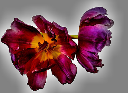 Tulipaner, blomster, isoleret, lilla, blomstrede, makro, forår