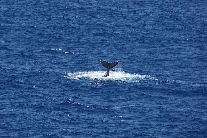whaletail, valis, aste, Hawaii, ūdens, okeāns, zila