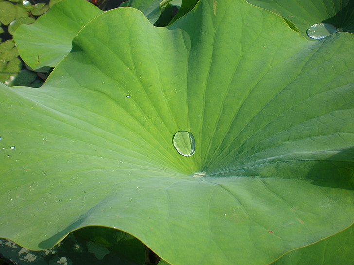 grøn, blad, drop, Lotus
