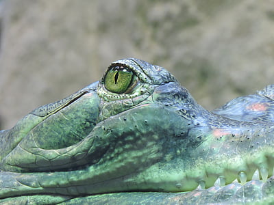 øye, krokodille, jeger, farlig, dyr, rovdyr, øyet av krokodille