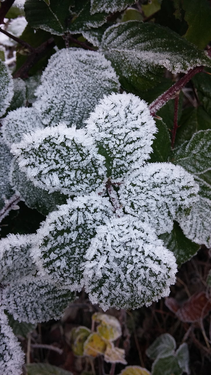winter, frost, cold, nature, plant