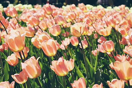 field, peach, pink, tulips, flowers, nature, green