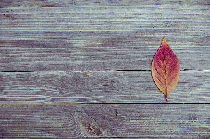 dry leaf, leaf, pattern, texture, wood, autumn, wood - Material