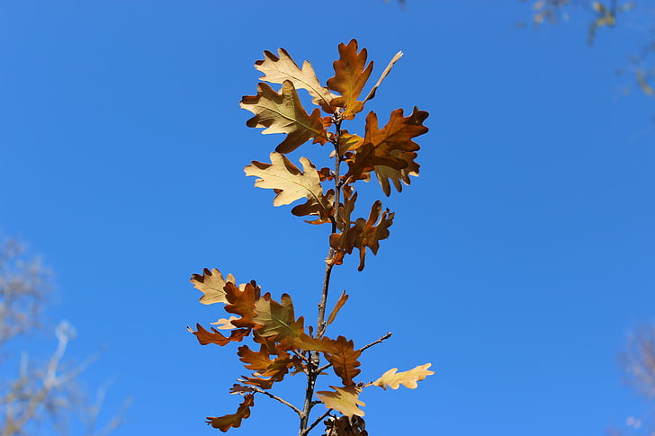 dry leaves, leaves, autumn, sky, blue sky, yellow trees, clear autumn day
