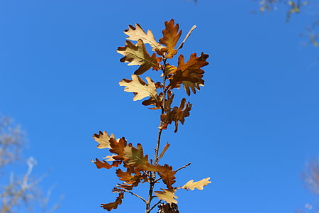 干枯的树叶, 叶子, 秋天, 天空, 蓝蓝的天空, 黄树, 晴朗的秋日