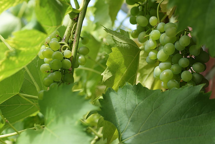grapes, fruit, vine, grapevine, green color, leaf, growth