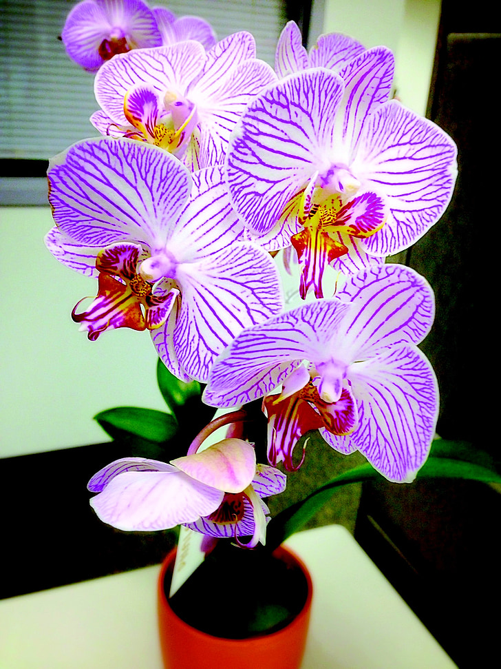 orchid, flower, nature, plant, floral