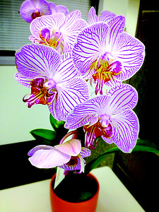 Orquídea, flor, naturaleza, planta, flores