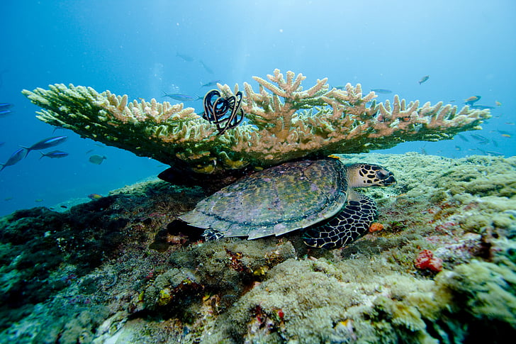 corail, mer, océan, sous l’eau, plongée sous-marine, Maldives, un animal