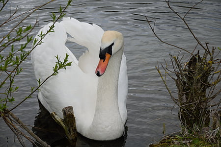 swan, white, pond, nature, white swan, bird, lake