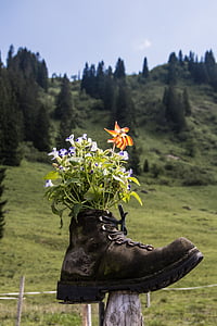 kalnai, Alpių, batų, gėlės, Deko
