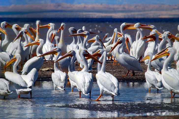 pelikanov, čreda, ptice, prosto živeče živali, morje, Ocean, vode