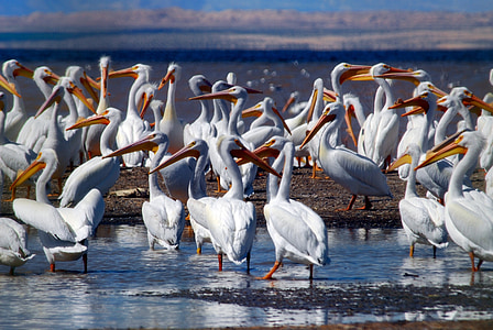 Pelikane, Herde, Vögel, Tierwelt, Meer, Ozean, Wasser