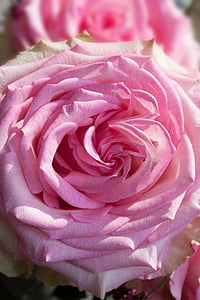 rosa, macro, fiore, materiali compositi, natura, pianta, bianco