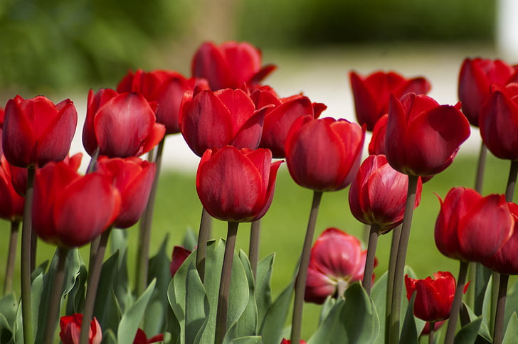 Tulip, blomma, Tulip våren, våren, kronblad, röd, naturen