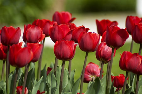 Tulipán, květ, Jarní Tulipán, jaro, okvětní lístek, červená, Příroda