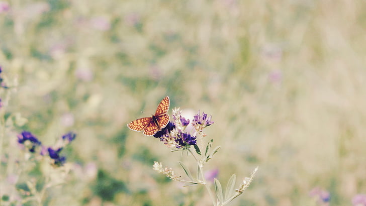 kwiaty, Motyl, Natura, piękno, kolory, kwiat, motyl na kwiat