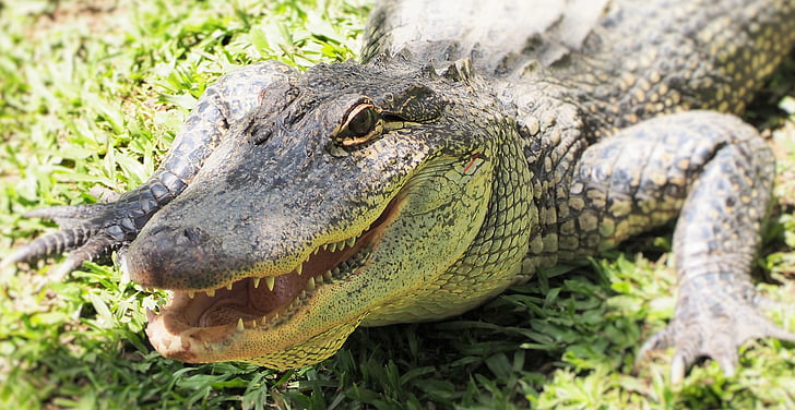 krokodil, Croc, Australien, Zoo, öga, tänder