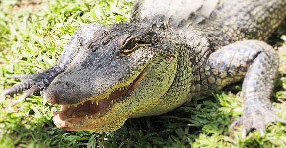 krokodille, krokodillen, Australia, dyrehage, øye, tenner