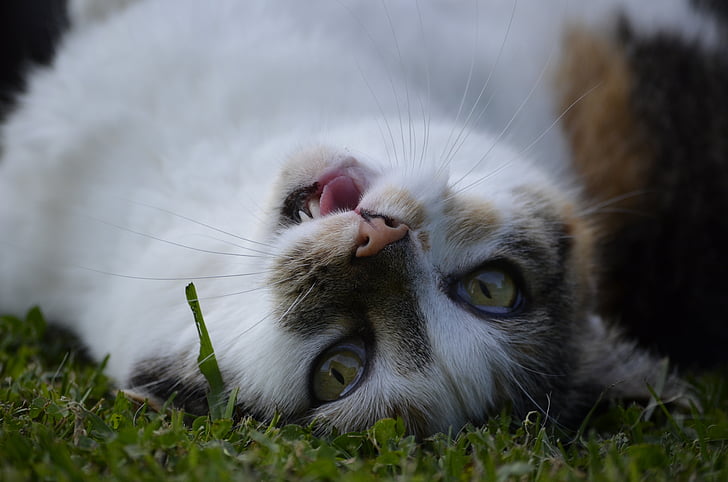 cat, funny, irr, nature, mietze, cute, animal