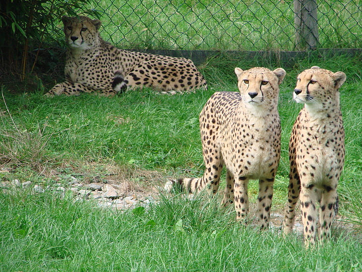 Cheetah, wild dier, Predator
