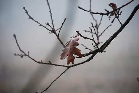 mùa đông, sự riêng tư, Ngày Lễ, Oak, cành cây, rừng