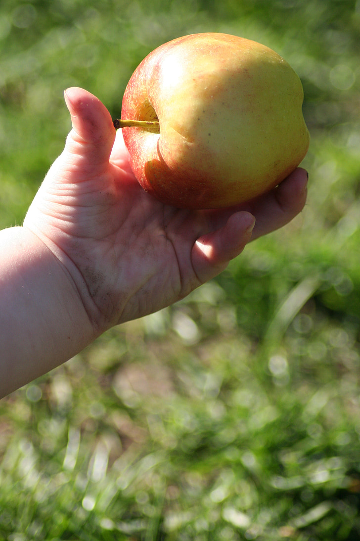 otrok, roko, jabolko, trava, hrane, sadje, Crvljiv