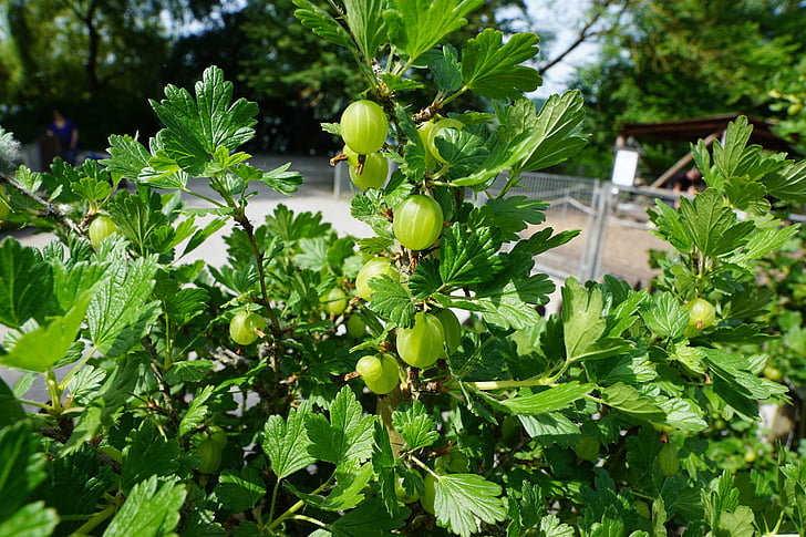gooseberries, quả mọng, màu xanh lá cây, Tổng thống Bush, thực phẩm, trái cây mềm