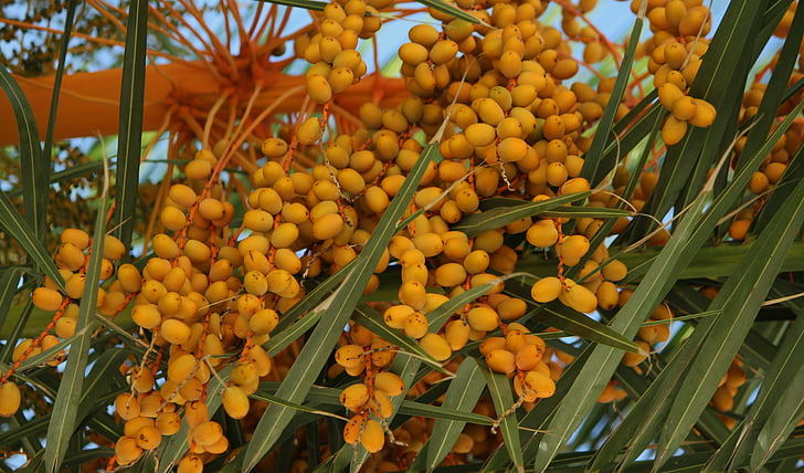 cvijet Palma, farbenpracht, Eye-catcher