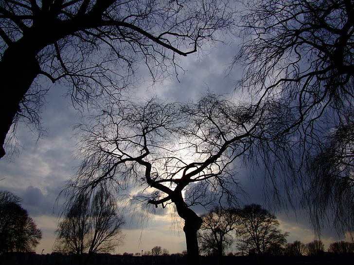 trees, dramatic sky, back light, in the lens, rheinpark, landscape, silhouette