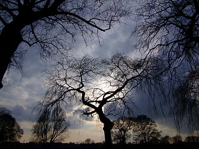 나무, 극적인 하늘, 다시 빛, 렌즈에, rheinpark, 조 경, 실루엣