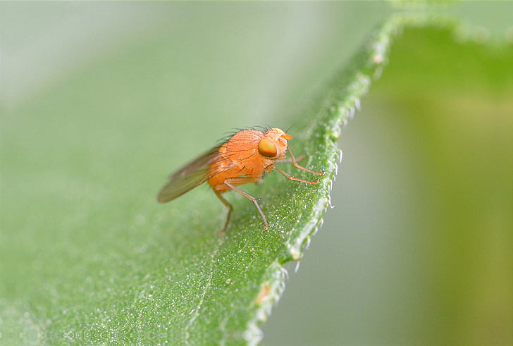τεμπέλης μύγα, μύγα, πετούν πορτοκαλί, έντομο, πορτοκαλί, ζώο, lauxaniidae