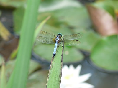 macro, dragonfly, insect, nature, animal, close-up, wildlife