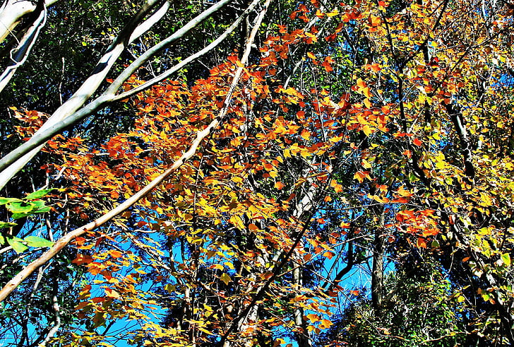 hösten, grenar, träd, grenar, lämnar, Orange, gul