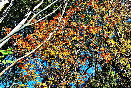 podzim, pobočky, strom, větvičky, listy, oranžová, žlutá