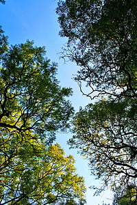 Jacaranda puude, puud, pikk, varikatus, taevas, pea kohal, filiaalid