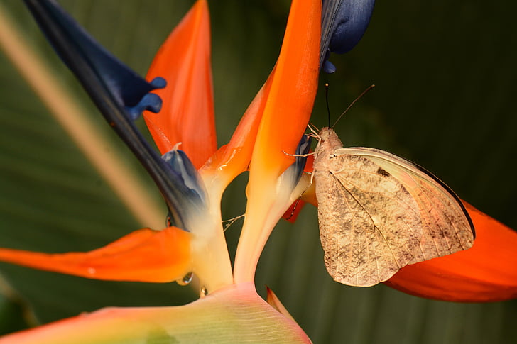sommerfugl, stor oransje tips, insekt, hebomoia glaucippe, dyreliv, feil, fauna
