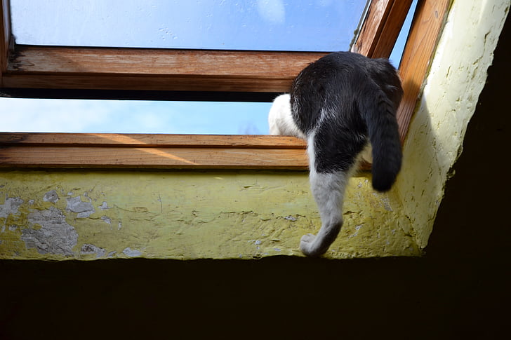 Kot, grimpe à travers la fenêtre, hors, toit, fenêtre de, évasion, animal de compagnie