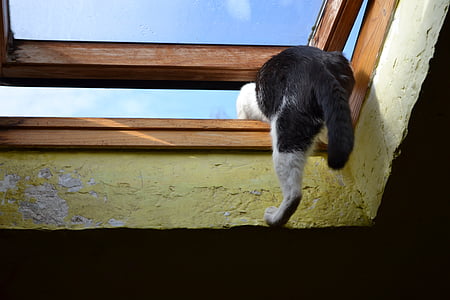 Kot, šplhá oknem, bodů, střecha, okno, útěk, domácí zvíře