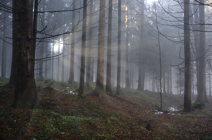skogen, ljus, ljusstrålen, humör, träd, översvämmade, mysticism