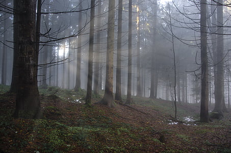 pădure, lumina, fascicul de lumină, starea de spirit, copaci, inundate, misticism