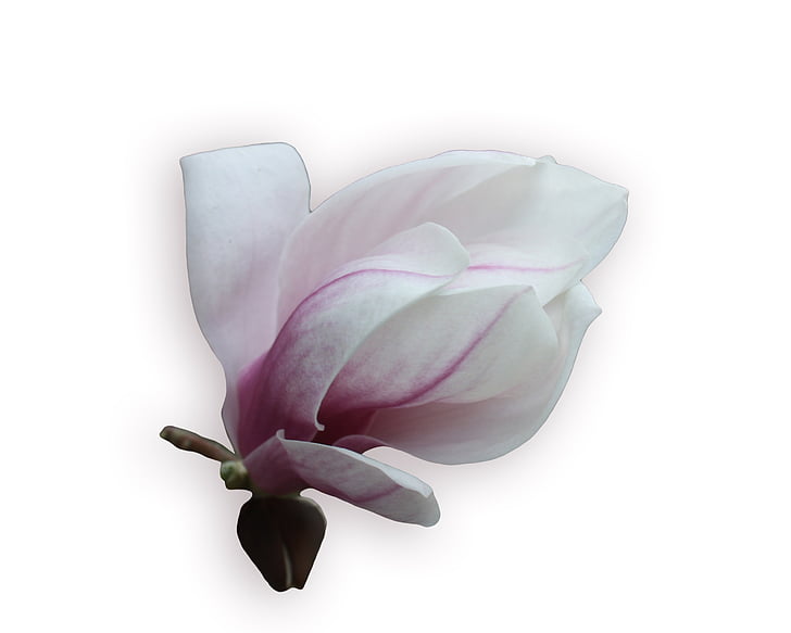 Magnolia, tarjous, vaaleanpunainen, kevään, Blossom, Bloom, Kaunis