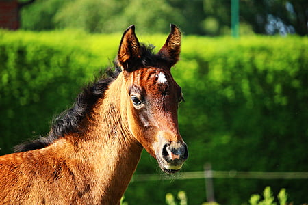 horse, foal, thoroughbred arabian, brown mold, horse head, grass, pasture