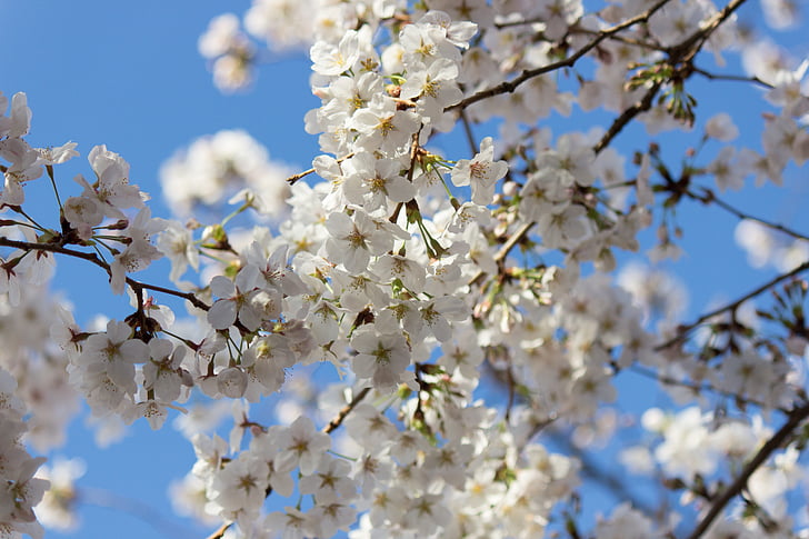 Вишневое дерево, Весна, Япония