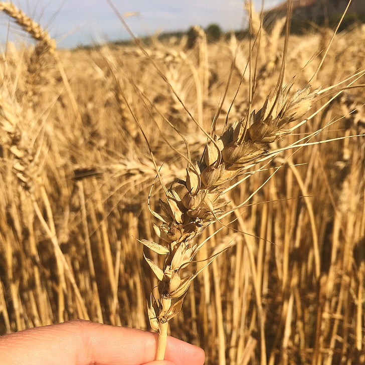 小麦, フィールド, 夏, 農業, 自然, 田園風景, 作物