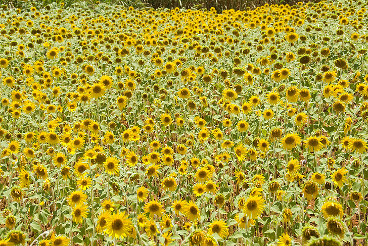 bunga matahari, Taman bunga, musim panas