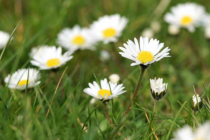 Daisy, niitty, kukka, Blossom, Bloom, kukka niitty, ruoho