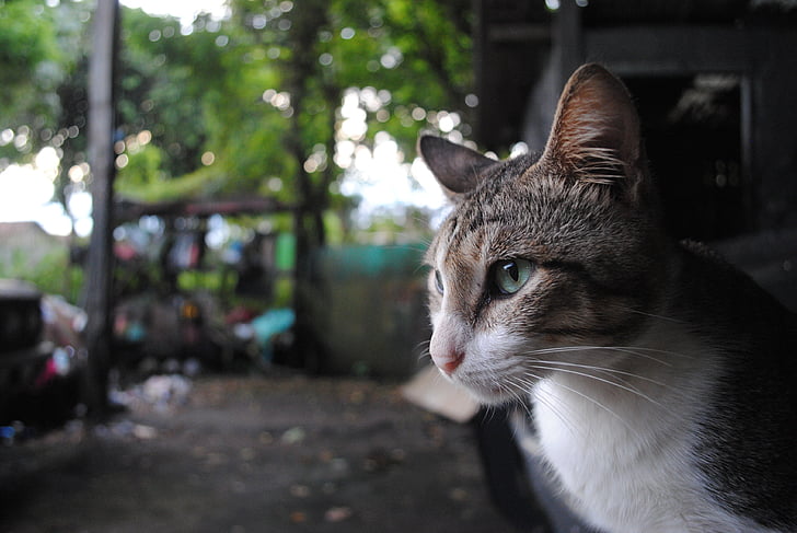 katten, dyr, Nikon, kjæledyr, kjæledyr, innenlands cat, utendørs